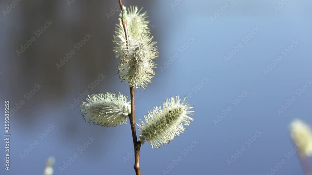 earrings on Yves acutifoliate, Krasnotal, the Red willow, Shelyuga a close up in sunny day earrings on Yves acutifoliate, Krasnotal, the Red willow, Shelyuga a close up in sunny day
