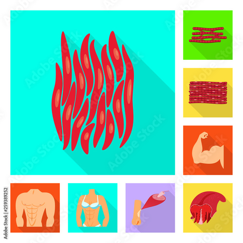 Vector illustration of muscle and cells sign. Collection of muscle and anatomy stock vector illustration.