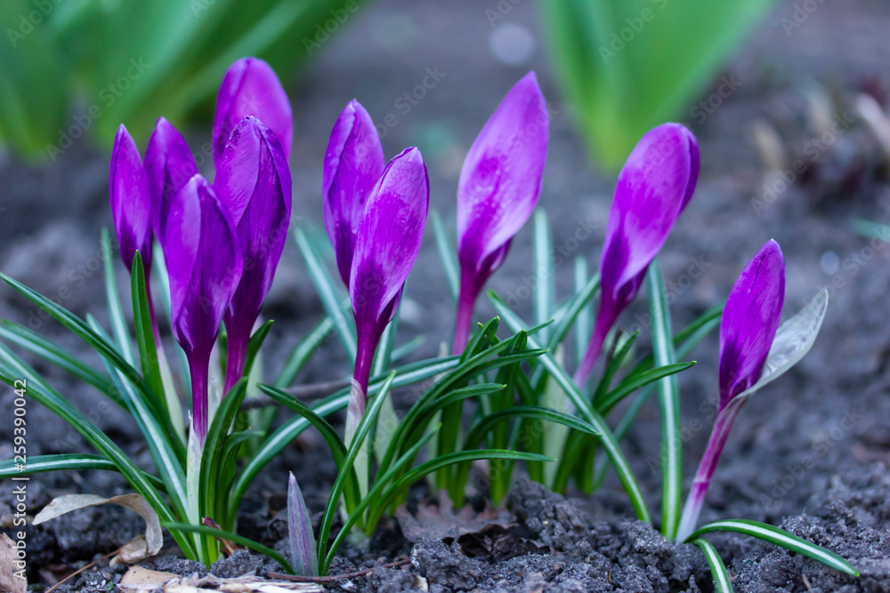 Purple crocuses in spring