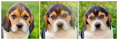 Fototapeta Naklejka Na Ścianę i Meble -  Sequence with beautiful beagle puppies on the green grass
