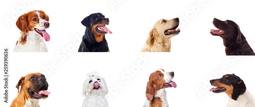 Photography Pensive different dogs looking up
