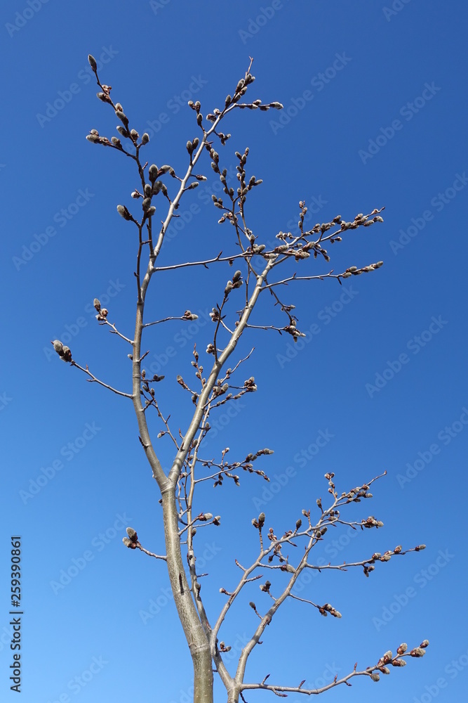 tree, nature, spring, tree, nature, spring,