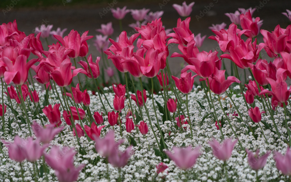 Buntes Blumenbeet mit Tulpen im Frühling - pink/weiß