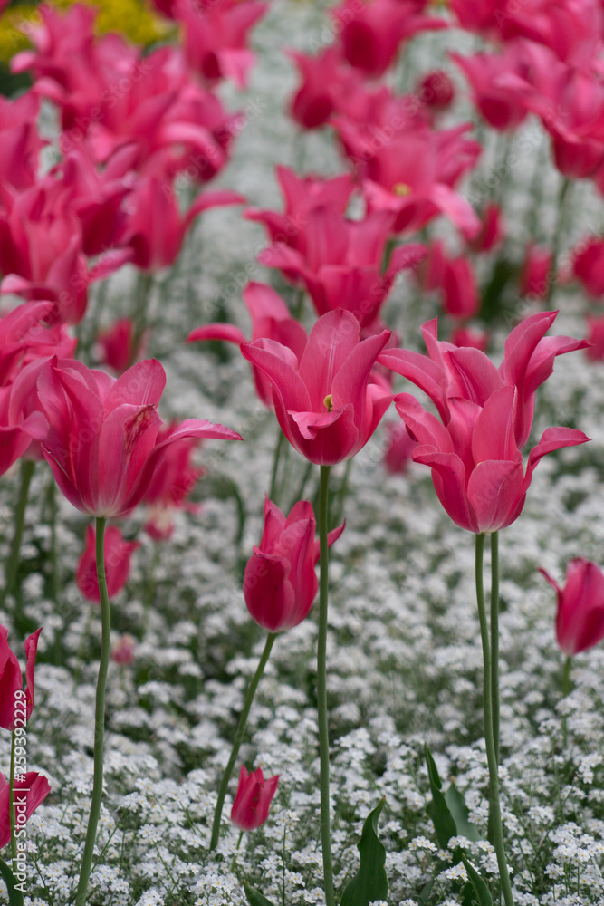 Naklejka premium Buntes Blumenbeet mit Tulpen im Frühling - pink/weiß