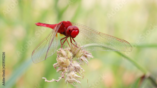 Red dragonfly on grass.