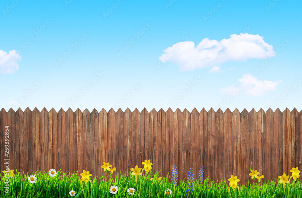 Fototapeta premium spring flowers and wooden garden fence