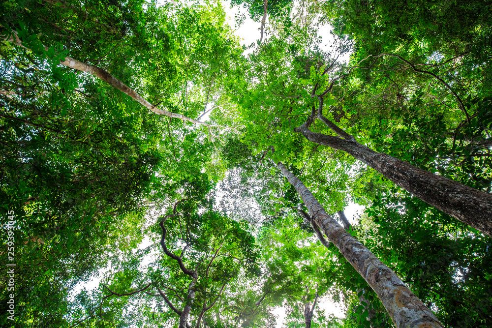 Fototapeta premium Green tree leaf forest foliagr background