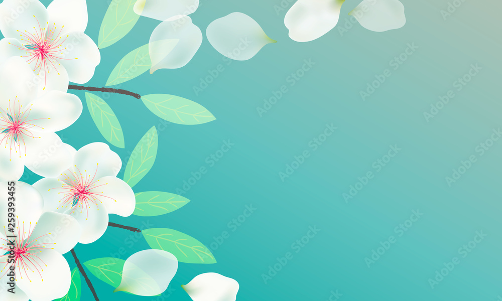 Flowers, branches and leaves of Sakura background. Cherry blossoms , flying petals. Branches with green leaves.