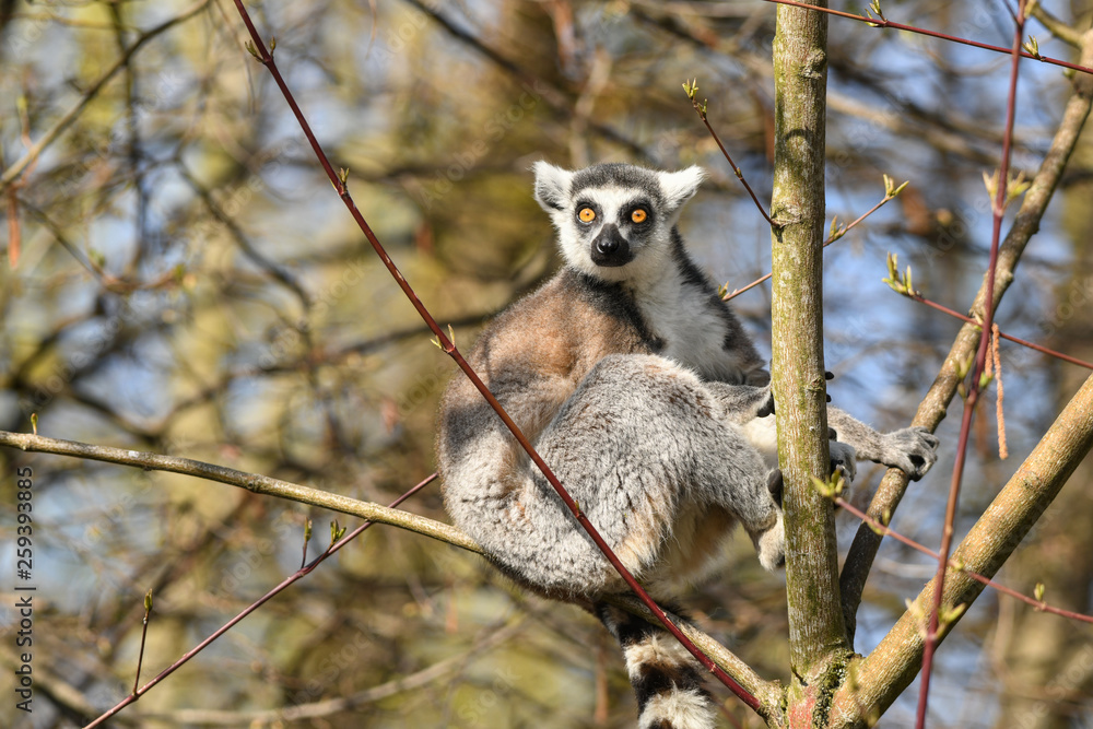 Fototapeta premium Katta (2019/03)