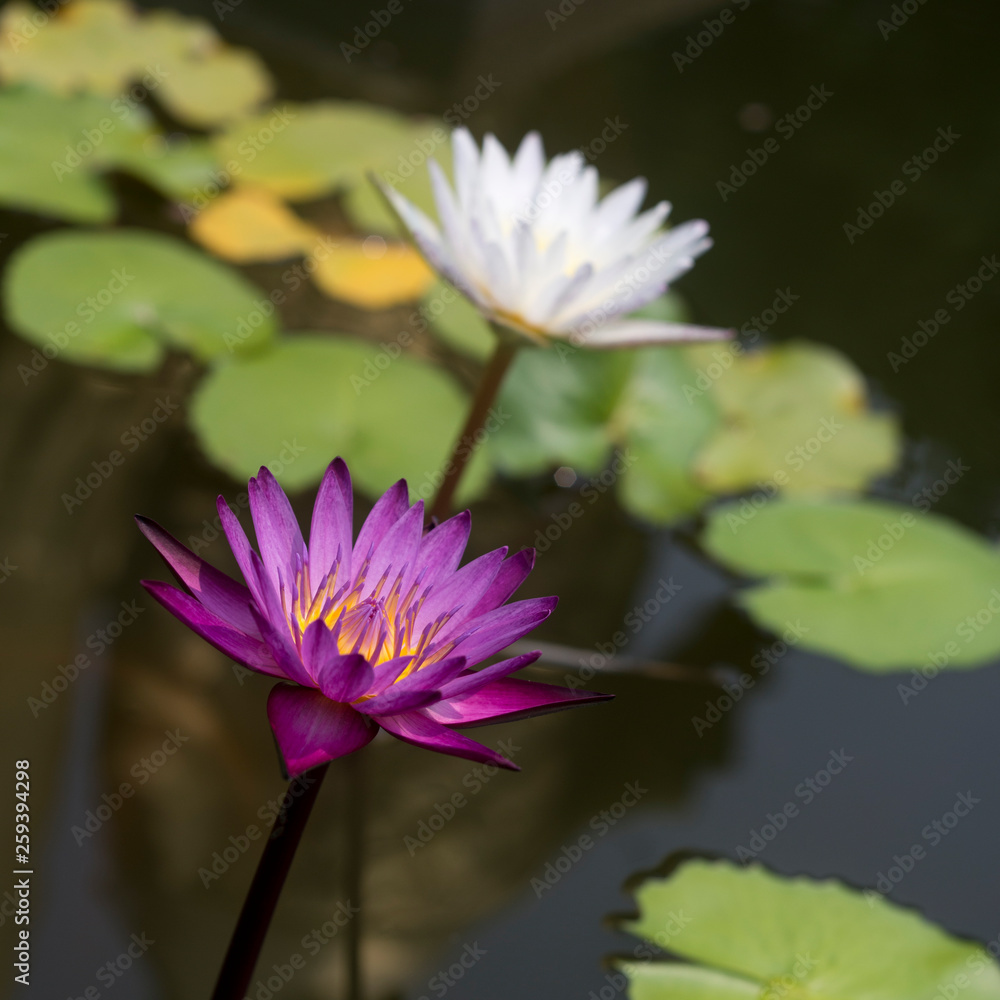 Pink and white lotus in the pond. Pink and white lotus in the pond.