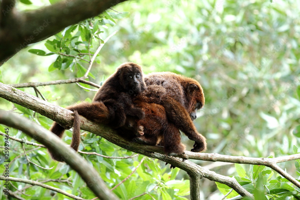 Fototapeta premium BUGIO, fêmea e seu filhote.