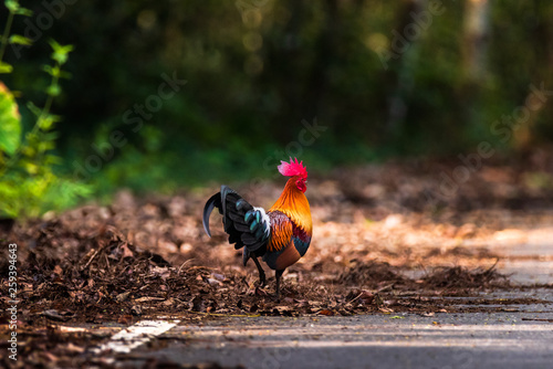 Tablou canvas The Red Jungle fowl of Nature in Thailand