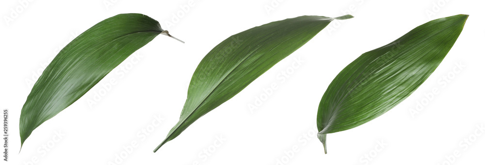 Set of fresh tropical leaves on white background