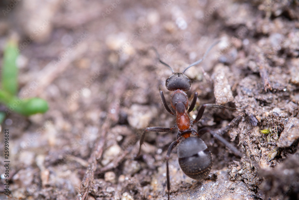 Anthill with Ant