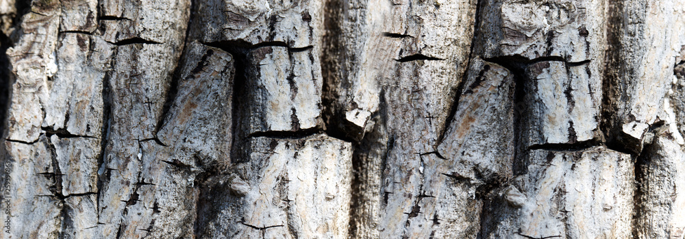 View of an old bark texture, tree bark background View of an old bark texture, tree bark background