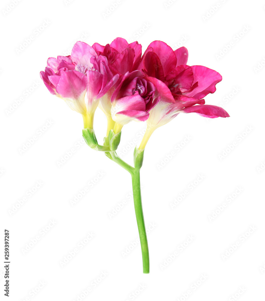 Beautiful spring freesia flower isolated on white