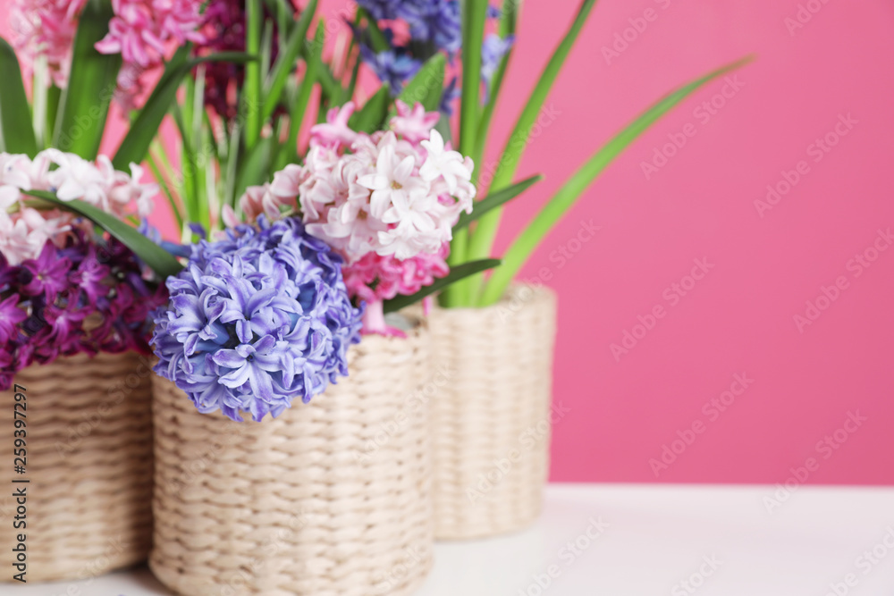 Beautiful hyacinths in wicker pots on table against color background, space for text. Spring flowers