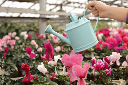 Woman watering blooming flowers in greenhouse, closeup. Home gardening