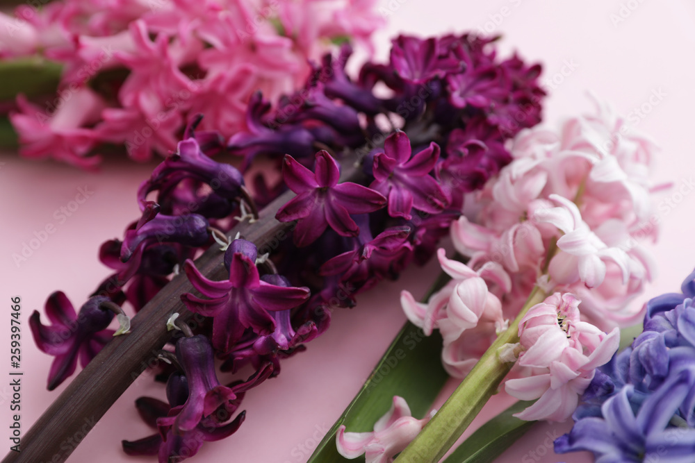 Beautiful spring hyacinth flowers on color background, closeup Beautiful spring hyacinth flowers on color background, closeup