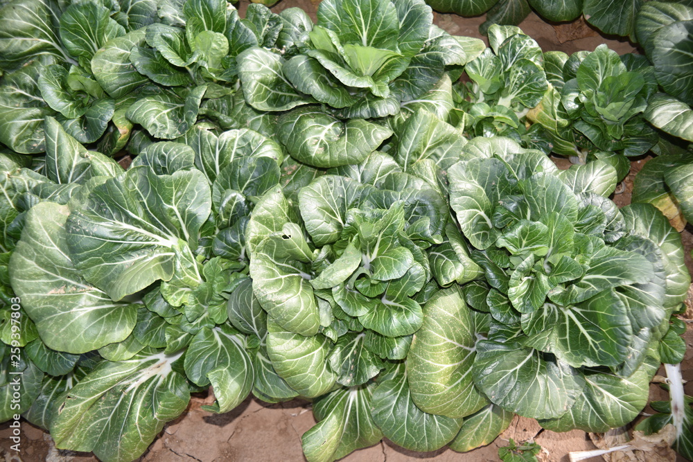 Bok Choy field in Arizona. Also called pak choi. It is a Chinese cabbage. Bok Choy field in Arizona. Also called pak choi. It is a Chinese cabbage.