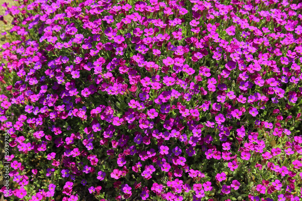 purple ground covering blossom plant fresh and green on a sunny day in spring time summer