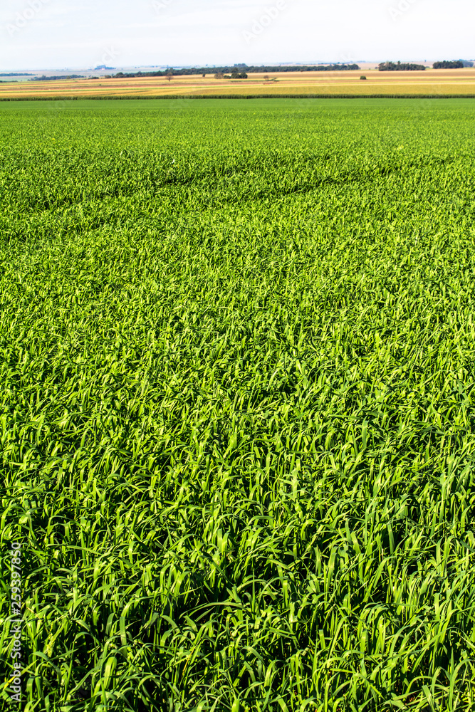 View of Green oats fiel in Brazil View of Green oats fiel in Brazil