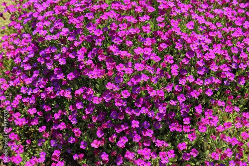 purple ground covering blossom plant fresh and green on a sunny day in spring time summer