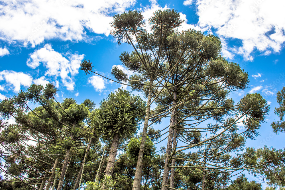 Ararucaria tree in Curitiba city, on Parana state Ararucaria tree in Curitiba city, on Parana state