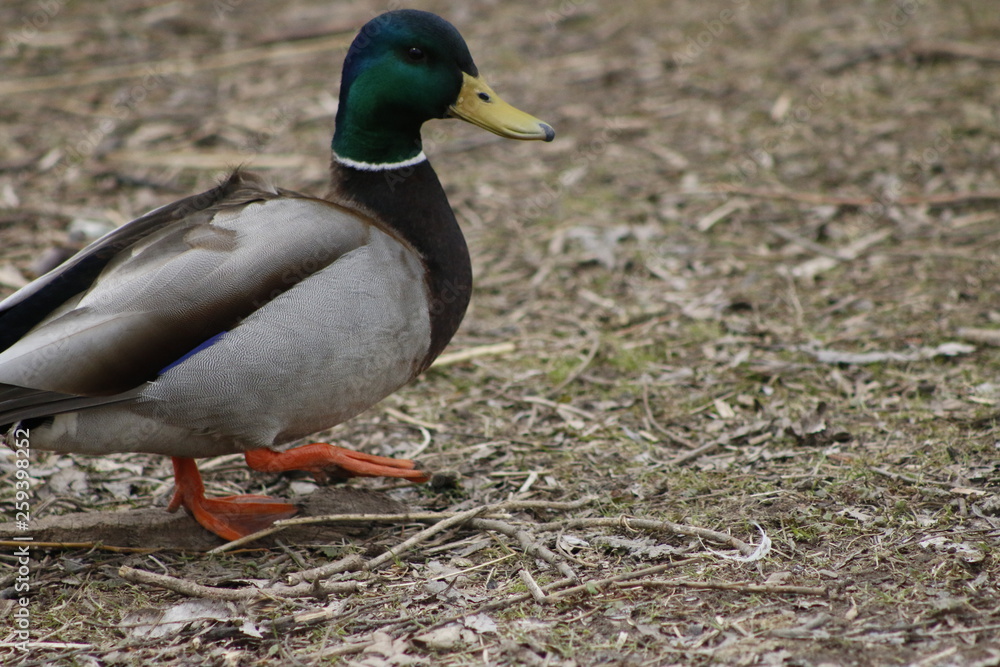 Mallard Anas platyrhynchos standing on the shore, male wild duck outside the water