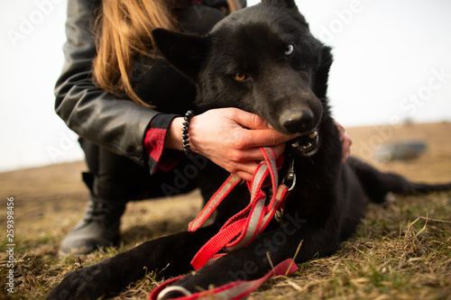 German Shepherd dog Brovko Vivchar walking in field with his mistress photo