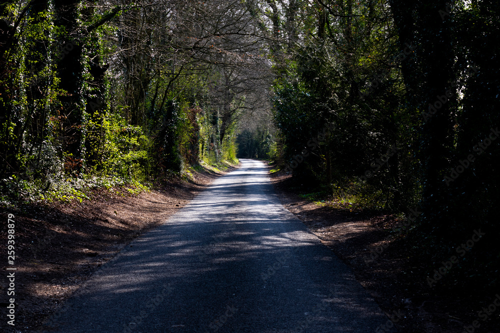Fototapeta premium Shaded tree lined single track country lane in rural Hampshire