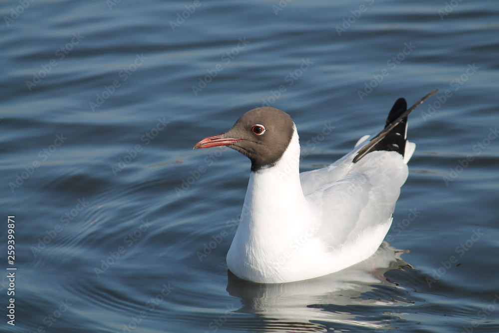 Black-headed gull (Chroicocephalus ridibundus) in adult summer plumage, Belarus Black-headed gull (Chroicocephalus ridibundus) in adult summer plumage, Belarus