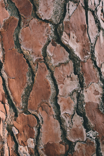 Close up view of pine bark texture and background for design. 