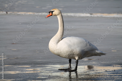Adult white mute swan (Cygnus olor) standing on ice in early spring, Belarus
