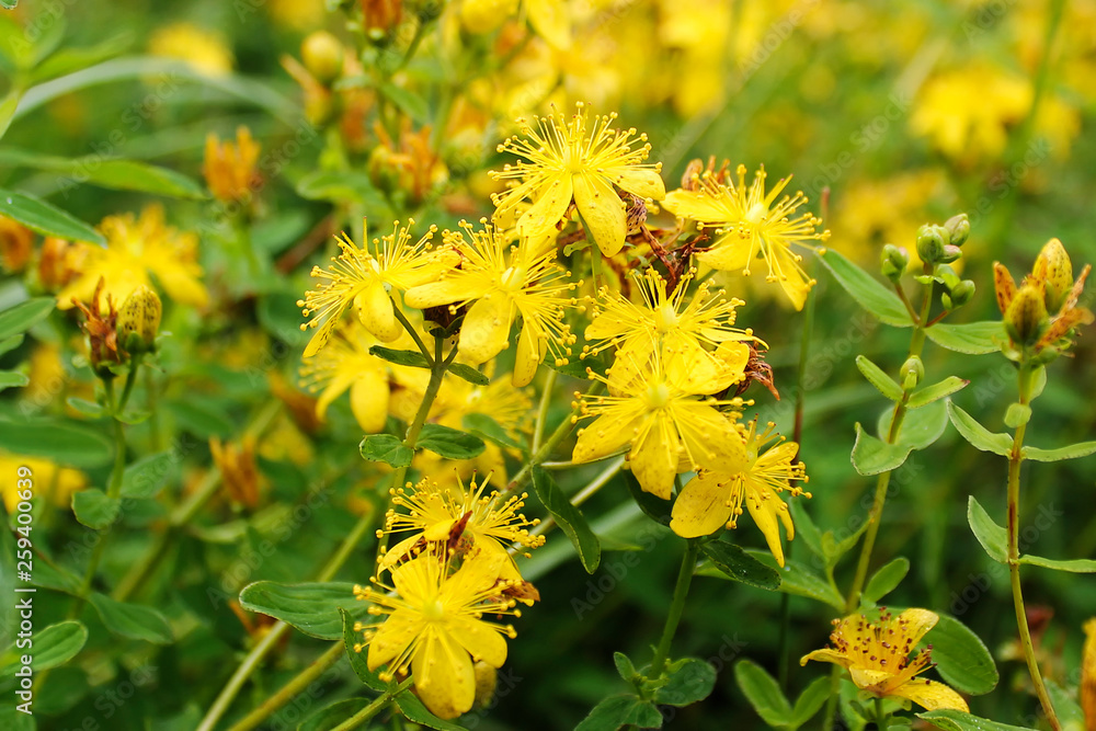 Yellow flowers of Hypericum ordinary in the summer in the village Yellow flowers of Hypericum ordinary in the summer in the village