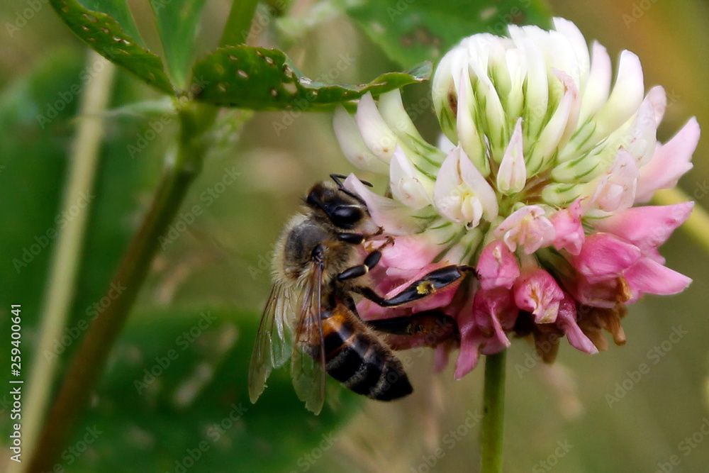 A bee collects pollen from a white clover flower. Close-up. A bee collects pollen from a white clover flower. Close-up.