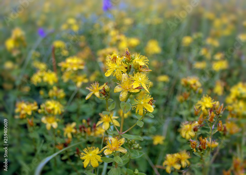 St. John's Wort - perennial herb in flowering stage