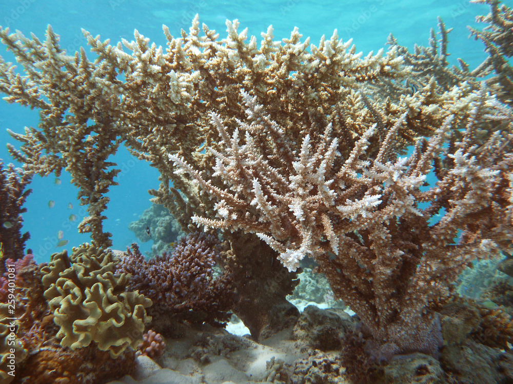 Naklejka premium Coral