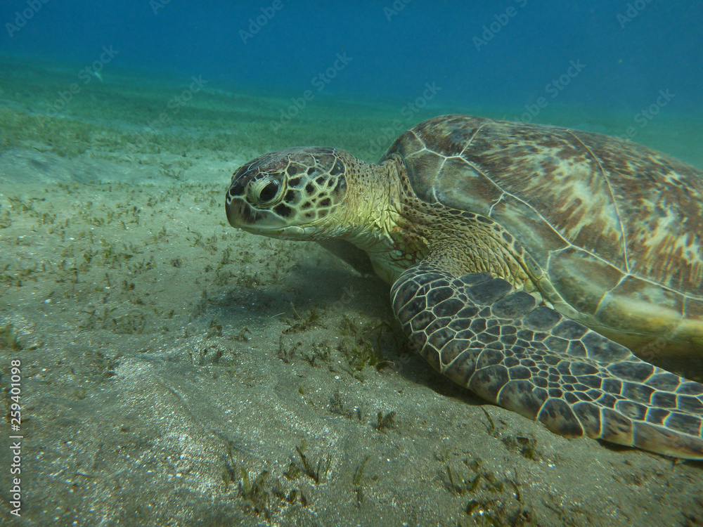 Obraz premium sea turtle