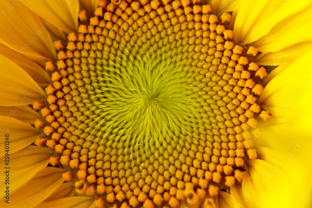 beautiful warm pollen yellow flowers of an unripe sunflower close-up, top view, summer, background for a postcard. macro photo beautiful warm pollen yellow flowers of an unripe sunflower close-up, top view, summer, background for a postcard. macro photo