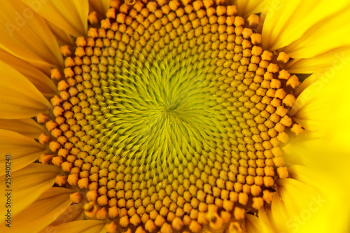 beautiful warm pollen yellow flowers of an unripe sunflower close-up  top view  summer  background for a postcard. macro photo