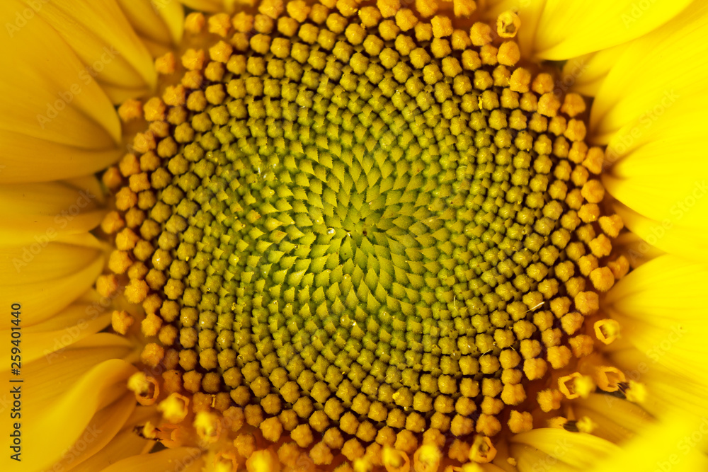 beautiful warm pollen yellow flowers of an unripe sunflower close-up, top view, summer, background for a postcard. macro photo beautiful warm pollen yellow flowers of an unripe sunflower close-up, top view, summer, background for a postcard. macro photo