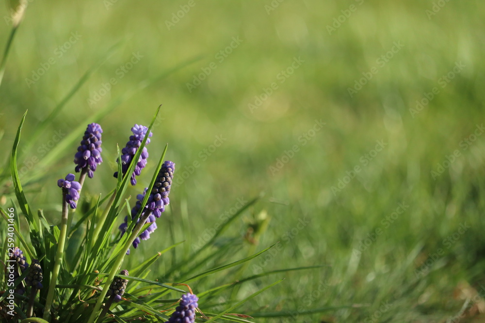 Muscari Hyazinthe auf einer Wiese Muscari Hyazinthe auf einer Wiese