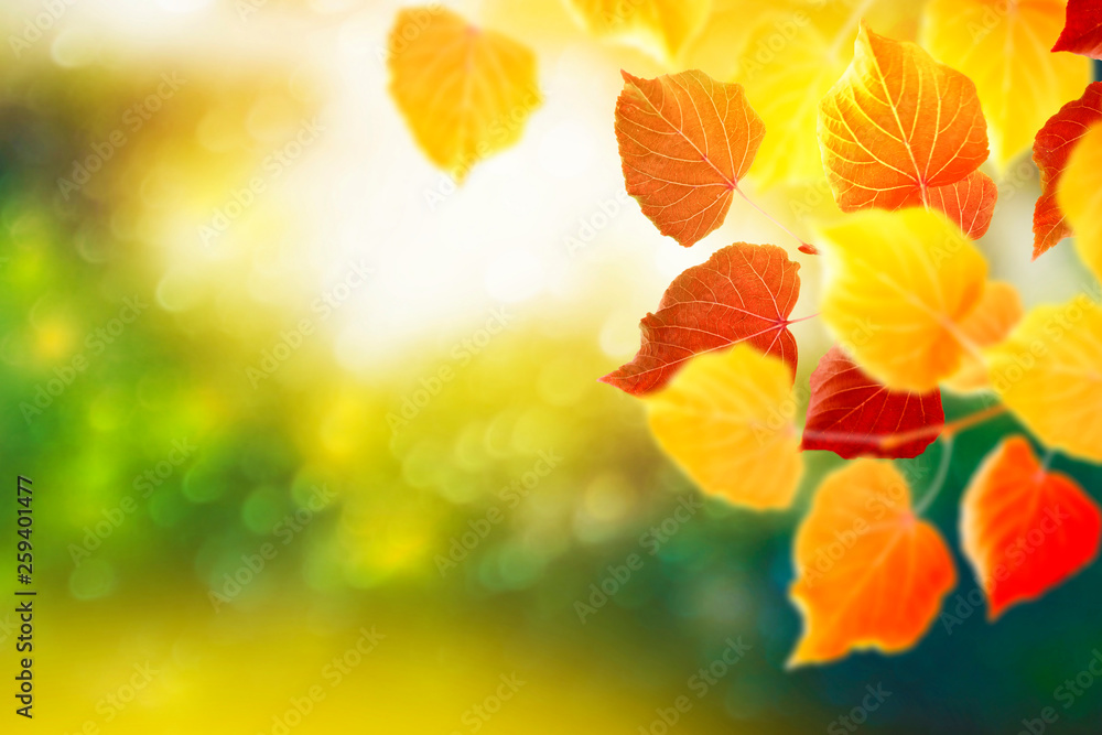 bright colorful foliage. Indian summer. bright colorful foliage. Indian summer.