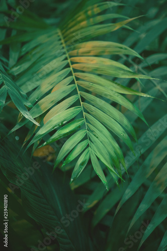 green tropical leaf in the cool shade of the forest.