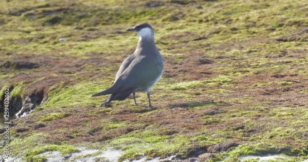 Arctic Skua Standing on the ground Norway
