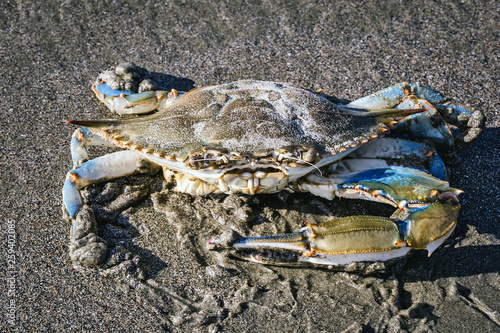 blue crab photographed on the beach, crustacean photo in high resolution.