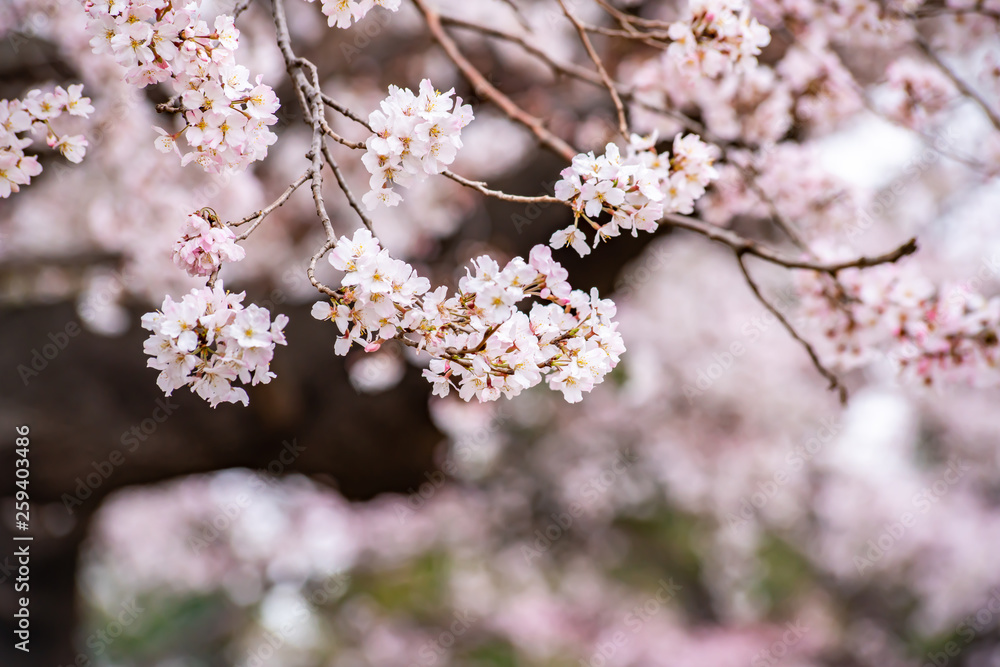 Cherry blossoms in full bloom Ueno Park Cherry blossoms in full bloom Ueno Park