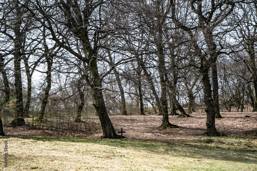 Fototapeta premium Hoia Baciu - Haunted Forest, Romania