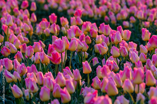 Tulipes roses sur le champ  lumi  re de lever de soleil. 